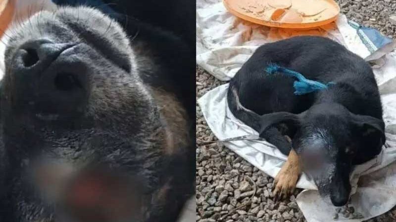 Situação deplorável: com ferida exposta no olho, cachorro é resgatado em Palhoça, SC