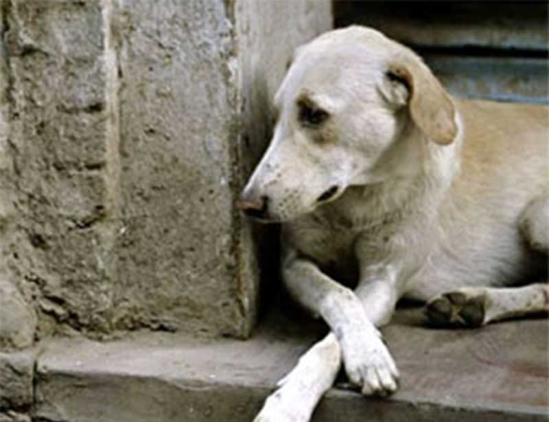 Aplicativo de hospedagem animal deve indenizar por fuga de cachorro, decide tribunal em SC
