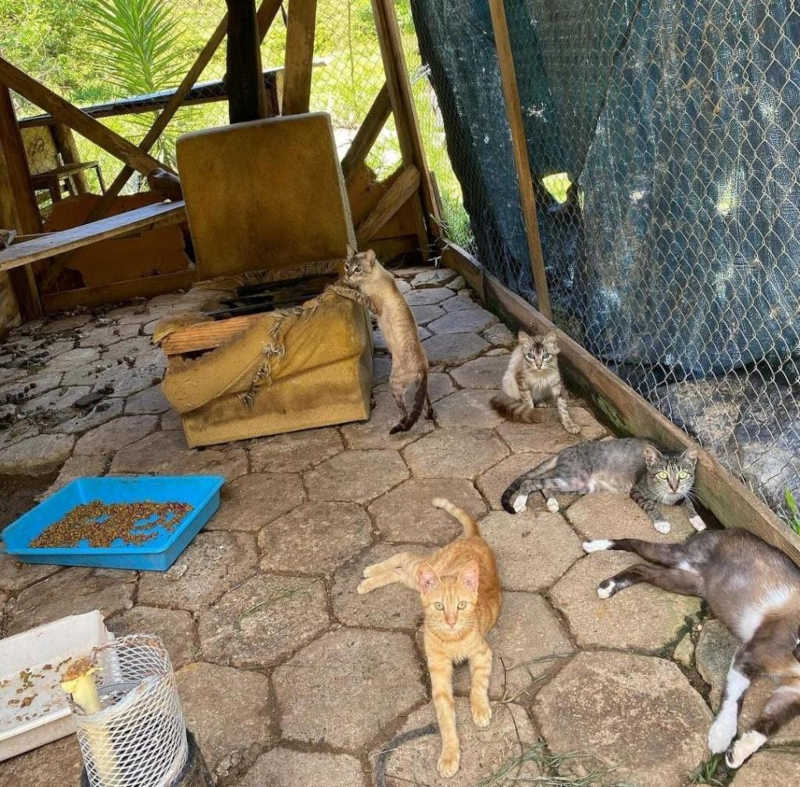 Gatos se alimentavam de outro gato morto em resgate de maus-tratos em São João Batista, SC