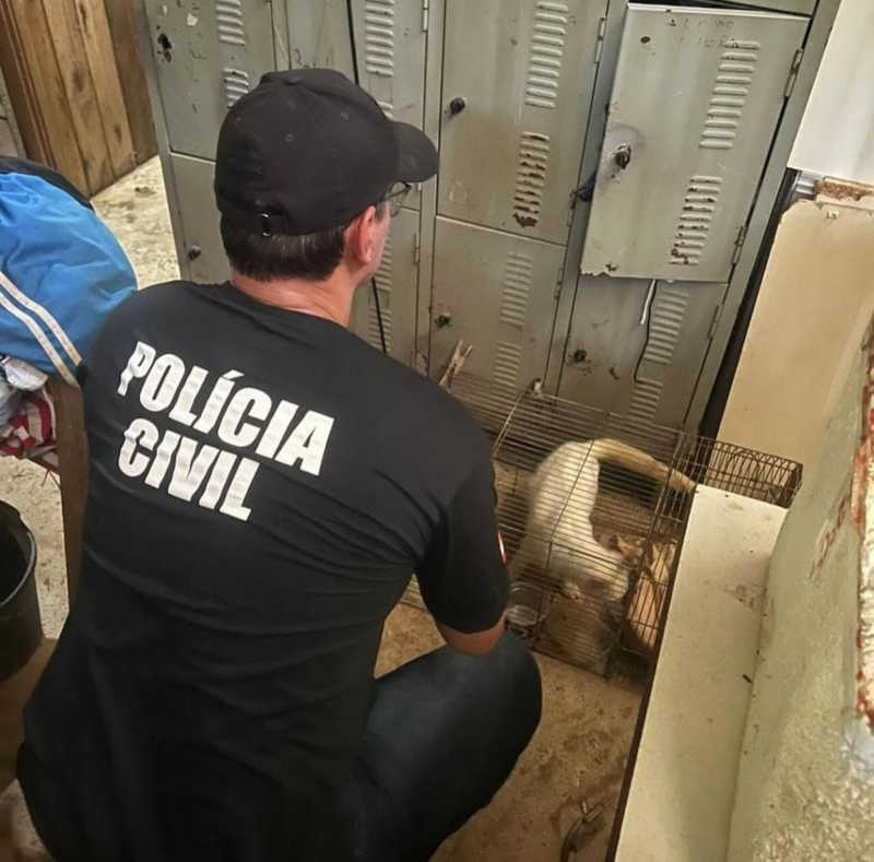 Fotos: Polícia Civil/Divulgação