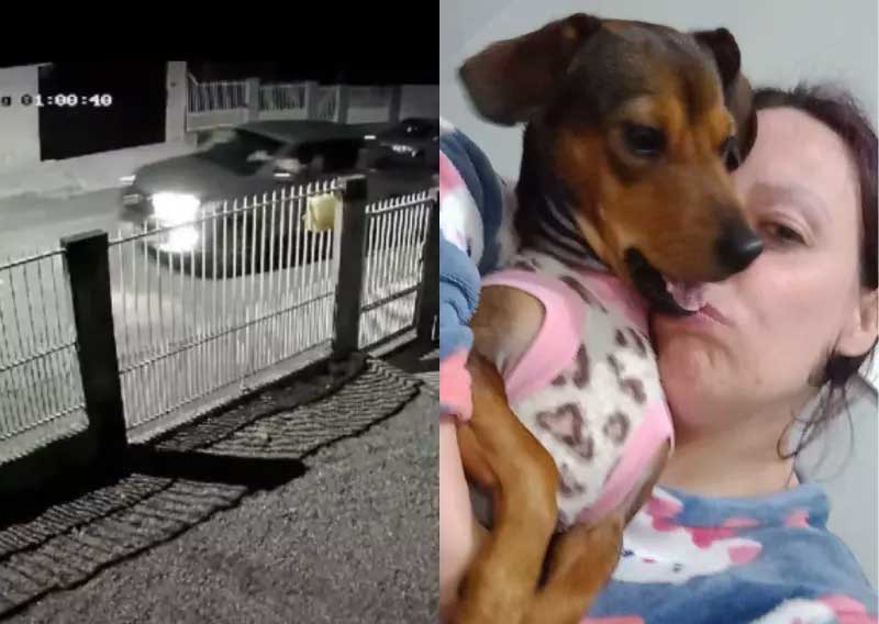 Após denúncia do ND Mais, homem que matou cachorra Megg atropelada no Natal é indiciado