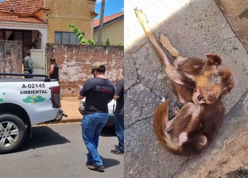 Após denúncia, homem é autuado em mais de R$ 18 mil por maus-tratos a cães em Andradina, SP