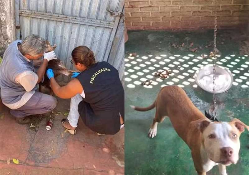 Homem foi autuado por maus-tratos a animais em Andradina (SP) — Foto: Polícia Militar Ambiental/Divulgação