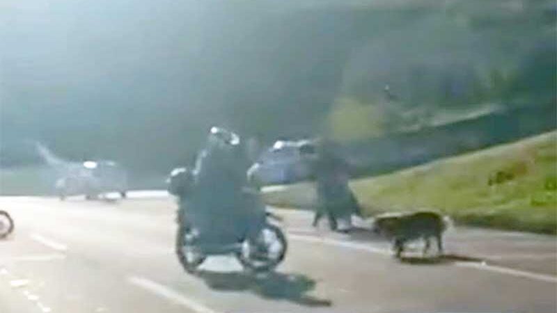 Motoristas ajudam cão perdido na Raposo Tavares (SP) e vídeo emociona a web; VEJA