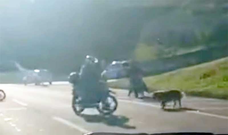 Motoristas ajudam cão perdido na Raposo Tavares (SP) e vídeo emociona a web; VEJA
