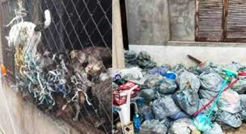 Irmãs presas por maus-tratos a 200 gatos saem da cadeia, em Cotia, SP