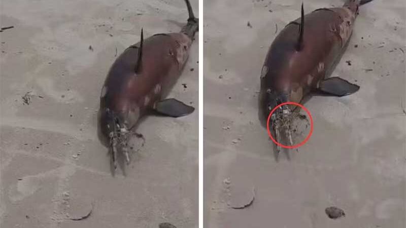 Toninha é encontrada morta com objeto de pesca preso ao focinho no litoral de SP; VÍDEO