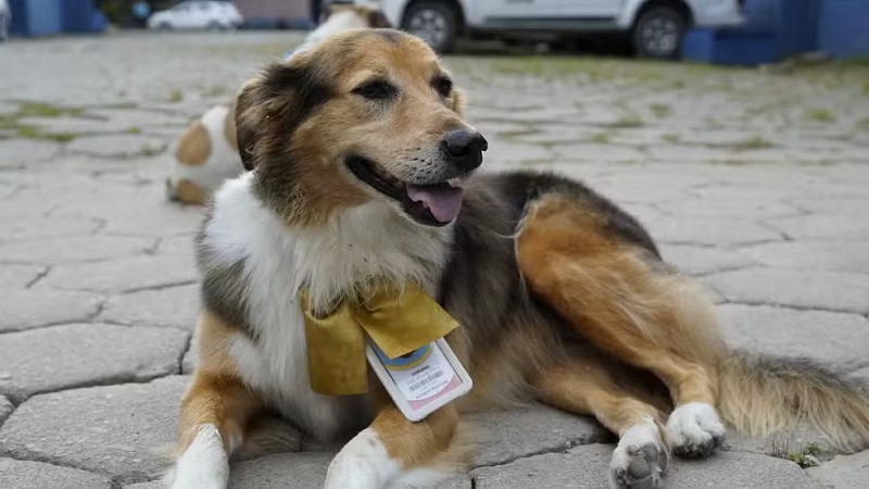 Cachorra da raça Collie, a Coreana, foi a primeira a chegar no Complexo Administrativo e Operacional, em Guarujá — Foto: Hygor Abreu/Prefeitura de Guarujá
