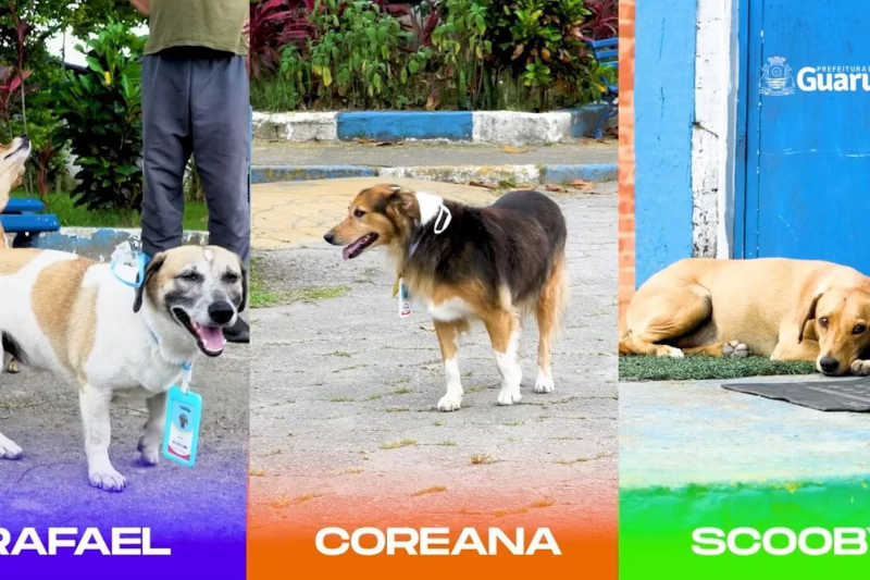 Rafael, Coreana e Scooby são chamados de "cãotroladores de acesso". Foto: Reprodução/Instagram