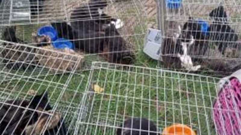 Prefeitura resgata 58 gatos abandonados em gaiolas em praça no Bonsucesso, em Guarulhos, SP