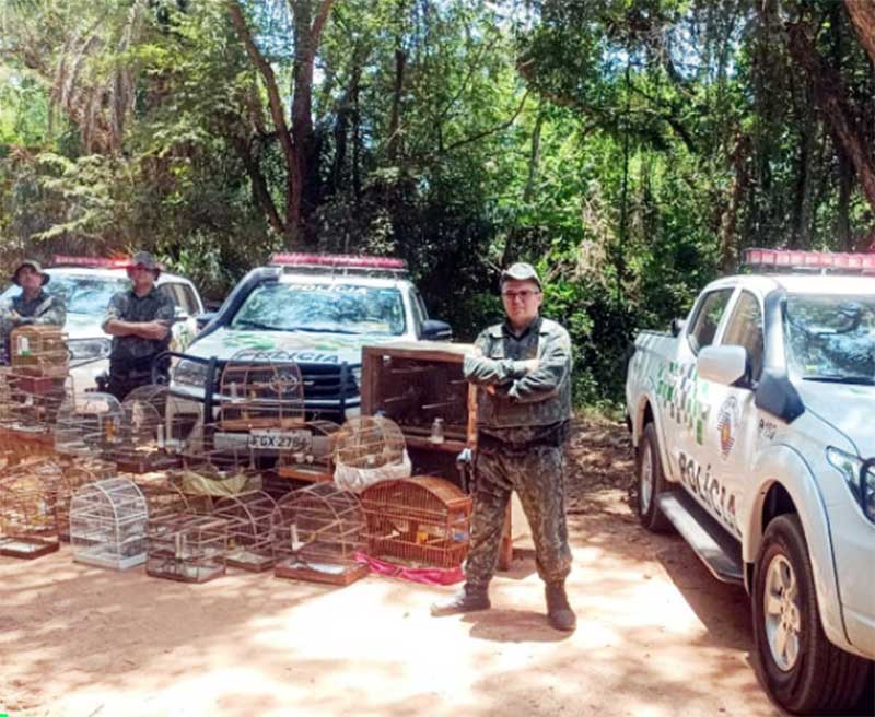 Polícia apreende 124 canários-da-terra que estavam presos em gaiolas em Ibirá, SP