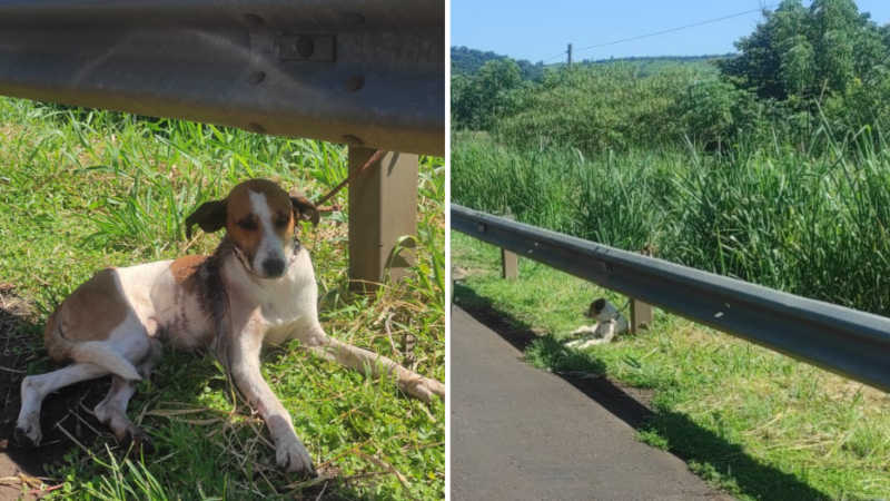 Cachorro é resgatado após ser amarrado e abandonado em rodovia na região de Ribeirão Preto, SP; vídeo