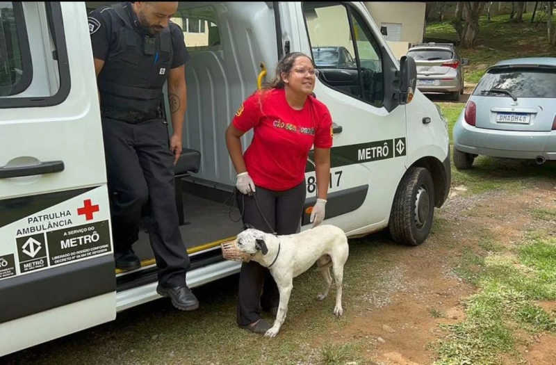 Cachorro que invadiu trilhos foi resgatado e ganhou até nome. Foto: Divulgação/Metrô de SP
