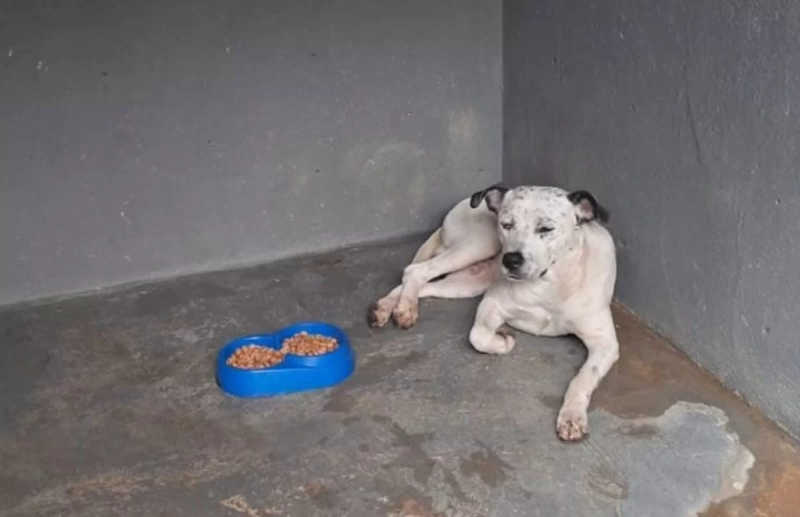 Cachorro que invadiu trilhos foi resgatado e ganhou até nome. Foto: Divulgação/Metrô de SP