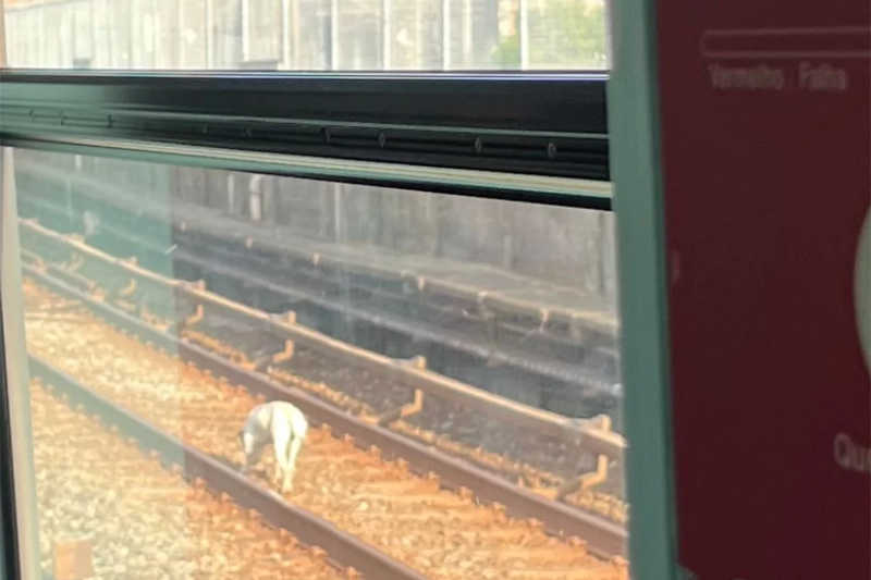 Cachorro invade trilhos da Linha Vermelha do Metrô e atrasa operação. Foto: Divulgação/Metrô de SP