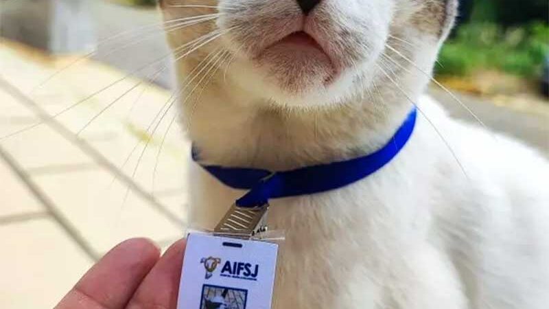 Gato conquista crachá de mascote em hospital do Alto Vale (SC) após fazer amizade com funcionários