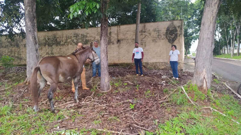 Mula abandonada e com bicheira é resgatada após apelos de moradores em Guaraí, TO
