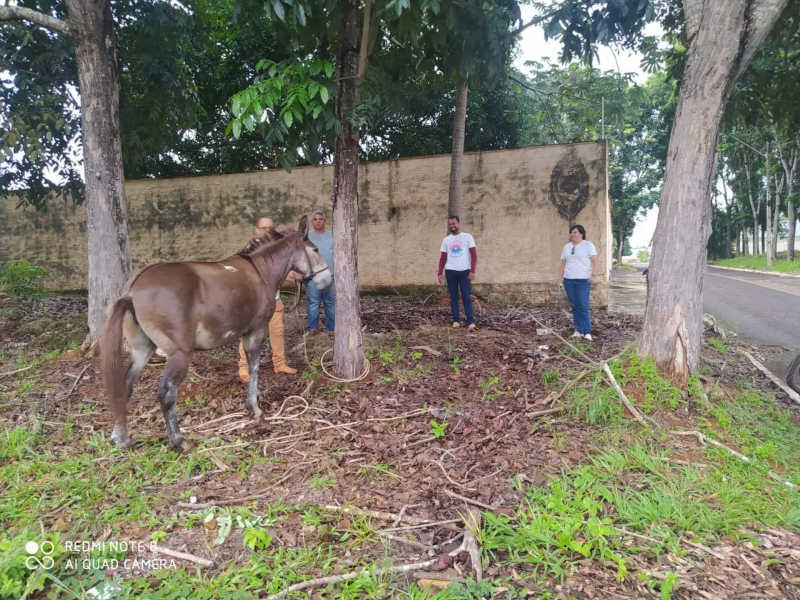 Mula abandonada e com bicheira é resgatada após apelos de moradores em Guaraí, TO