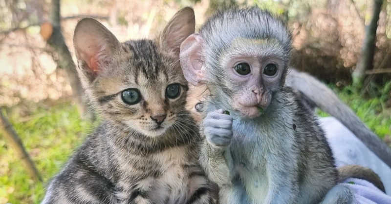 Esta gata perdeu a mãe. Mas encontrou uma nova família ao lado de macacos órfãos