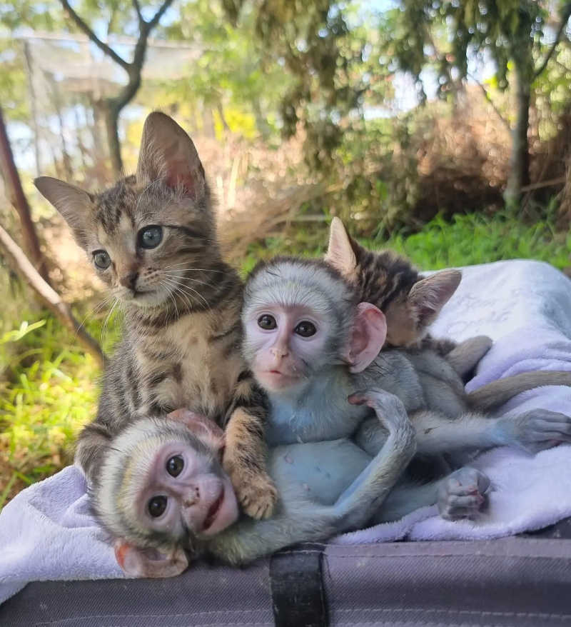 A felina foi acolhida pelos primatas.