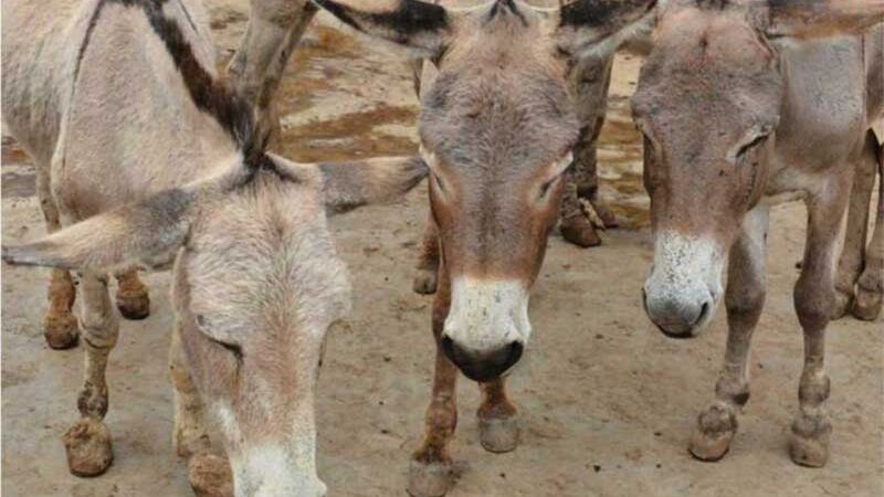 União Africana toma decisão “histórica” para proteger os burros do abate, mas valoriza tração animal