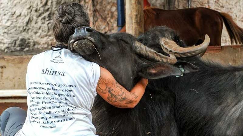 ONG lança campanha para ajudar mais de mil búfalas abandonadas por fazendeiro em SP