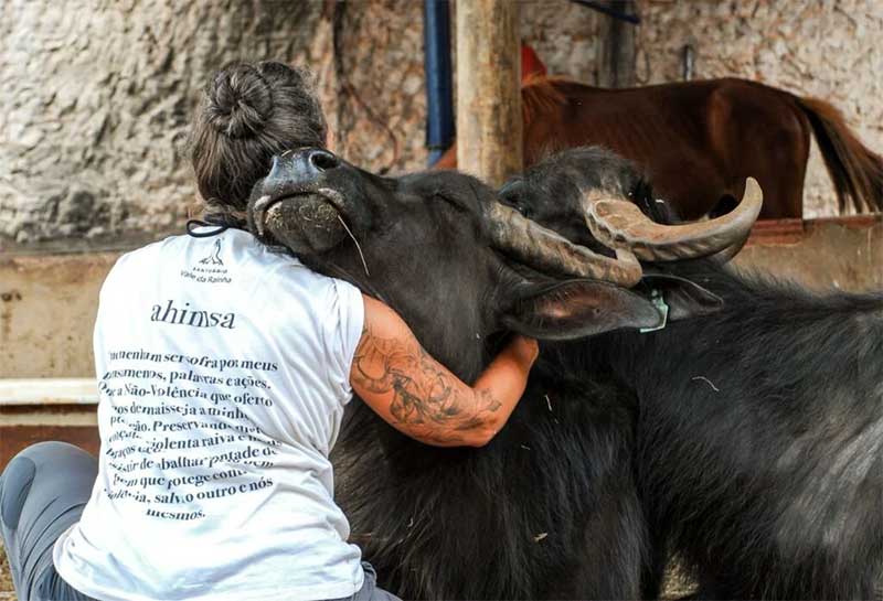 ONG lança campanha para ajudar mais de mil búfalas abandonadas por fazendeiro em SP