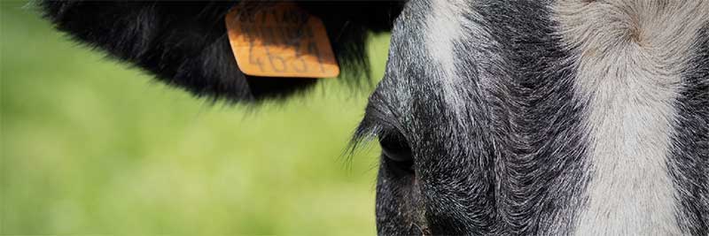 “Os maus-tratos aos animais são uma expressão do mal e da nossa incapacidade de aceitar os outros”. Entrevista com Corine Pelluchon