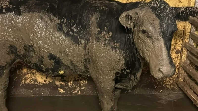Após caos por esterco de 19 mil bois, ONGs pedem fim de exportação de gado vivo
