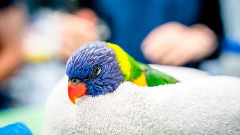 200 papagaios lóris-arco-íris são encontrados mortos caídos no chão