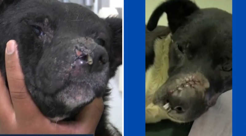Cão precisa de cirurgia após ser agredido em Itabuna, BA