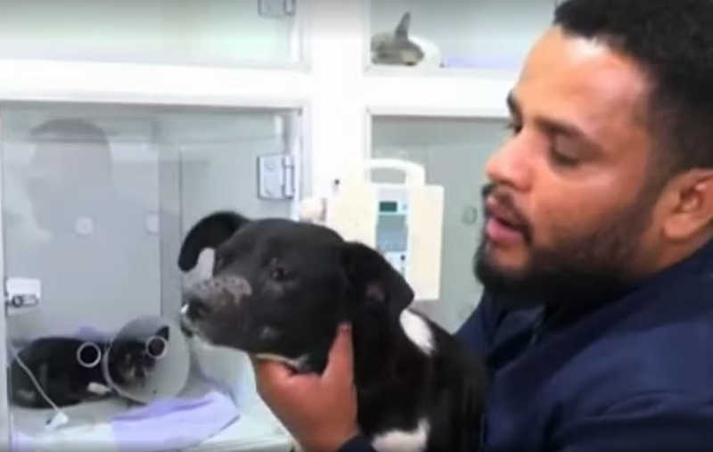 Cachorro passa por cirurgia e leva sete pontos após ser agredido; cidade da BA registra quase 20 casos de maus-tratos em um mês