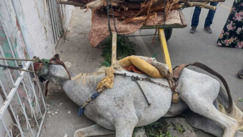 Cavalo debilitado e carregando muito peso tomba em Juazeiro, BA: “Uma cena de cortar o coração”