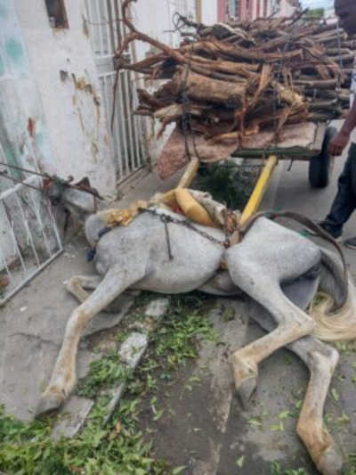 Crueldade: Cavalo debilitado e carregando muito peso tomba nas imediações da Avenida Adolfo Viana, Juazeiro: “Uma cena de cortar o coração”