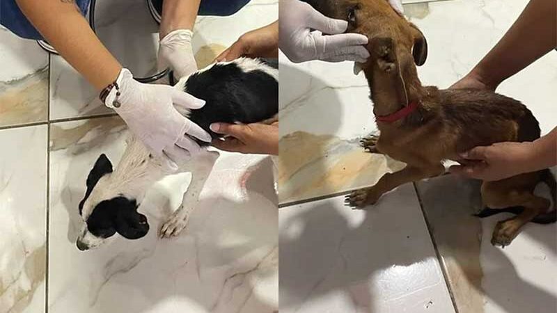 Polícia Civil resgata cachorros desnutridos e cheios de parasitas na Bahia
