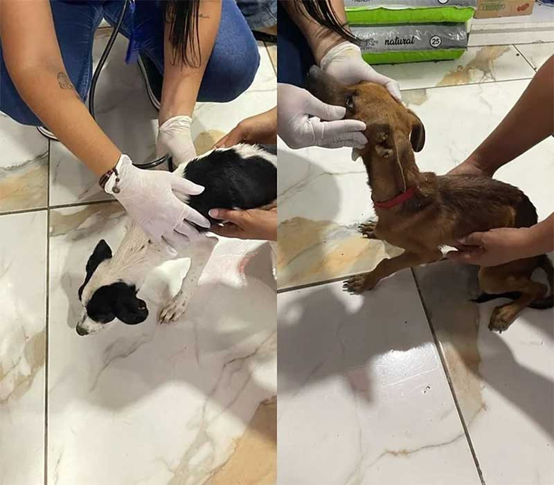 Polícia Civil resgata cachorros desnutridos e cheios de parasitas na Bahia