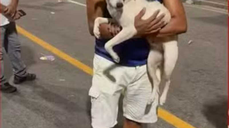 Empresário adota cão após resgatá-lo em circuito do carnaval de Salvador e coloca nome de ‘Perna Bamba’