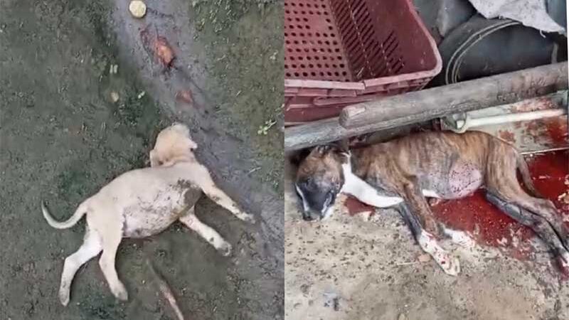 Homem é suspeito de matar dois cães durante ataque de fúria na zona rural de Ubatã, BA