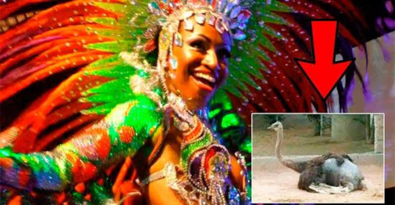 A crueldade por trás do comércio de plumas e penas no Carnaval