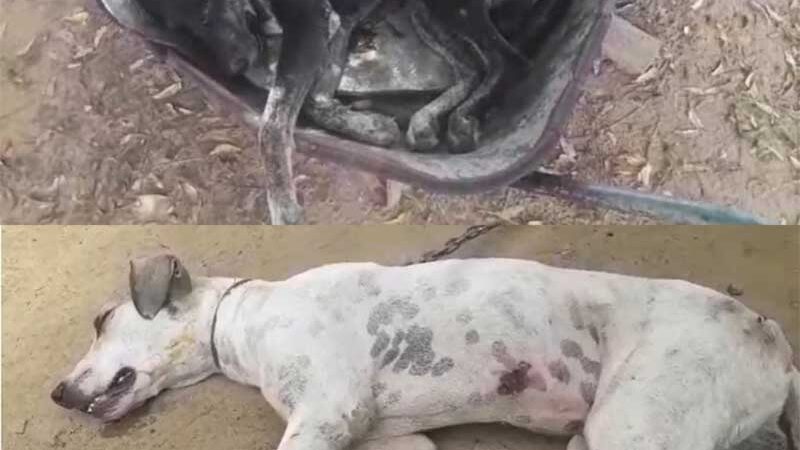 Moradores do Serrote da Batateira, em Juazeiro (BA), denunciam matança de animais por envenenamento