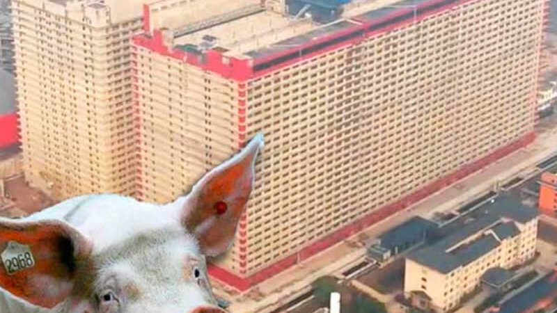 China constrói prédios para criar mais de 1 milhão de porcos