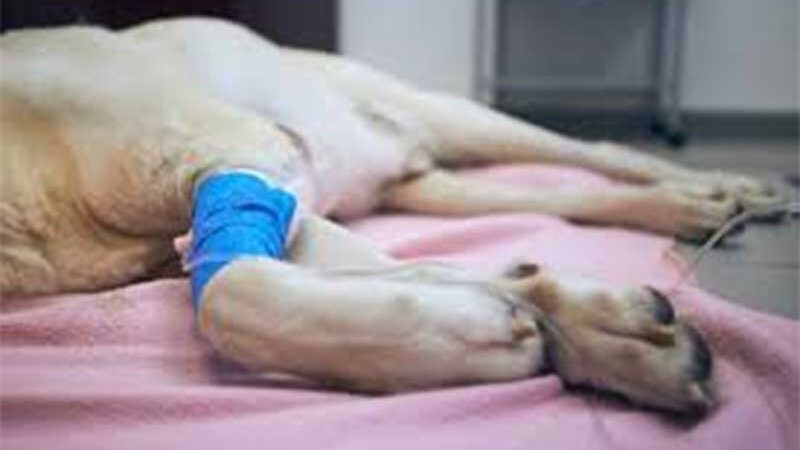 Eutanásia de cães e gatos: procedimento requer compreensão da dor do animal e aceitação da experiência do luto