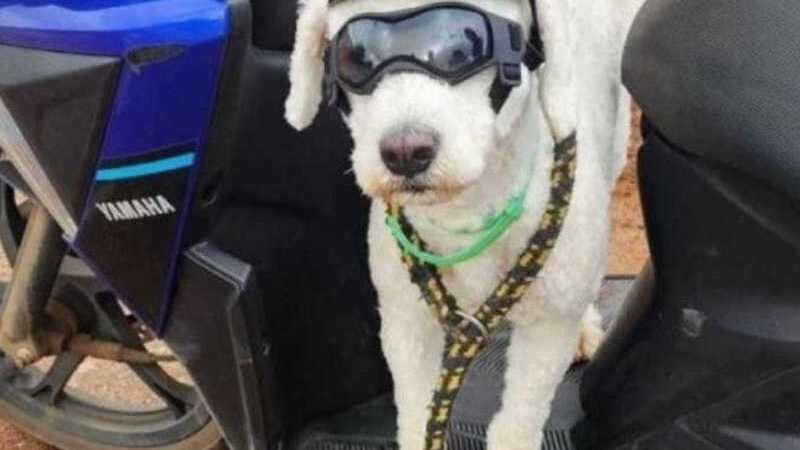 Vídeo: condutor que levava cachorro de óculos e capacete em motocicleta é autuado