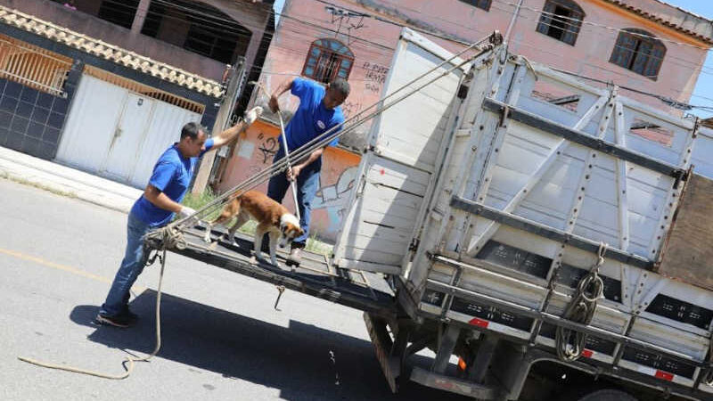 Prefeitura resgata 26 cães em situação crítica de maus-tratos em Cariacica, ES