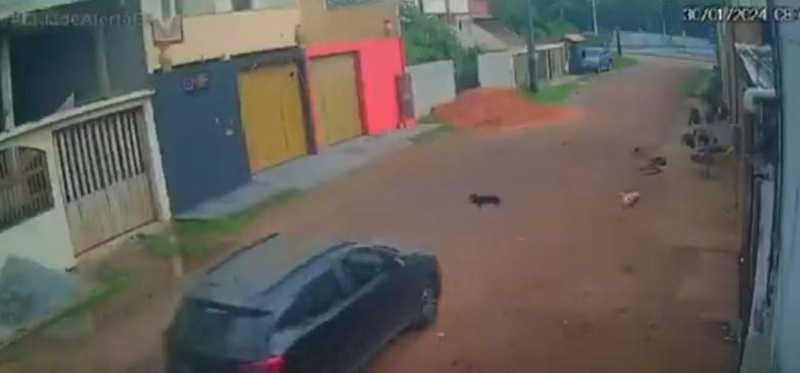 VÍDEO: motorista atropela cadela e não presta socorro na Serra, ES