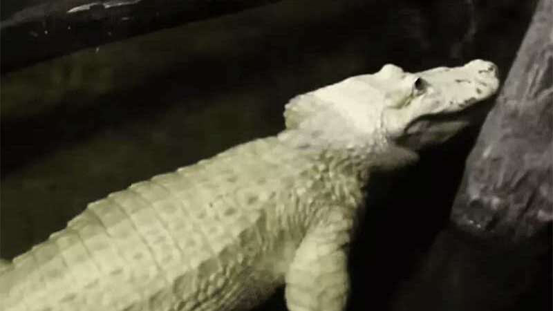 Crocodilo engole 70 moedas em zoológico nos EUA