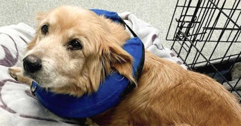 “Milagre”! Mulher reúne-se com cão sénior desaparecido há 5 anos em evento de adoção