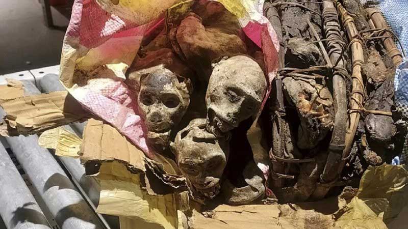 Passageiro tenta embarcar nos EUA com quatro macacos mumificados em bagagem