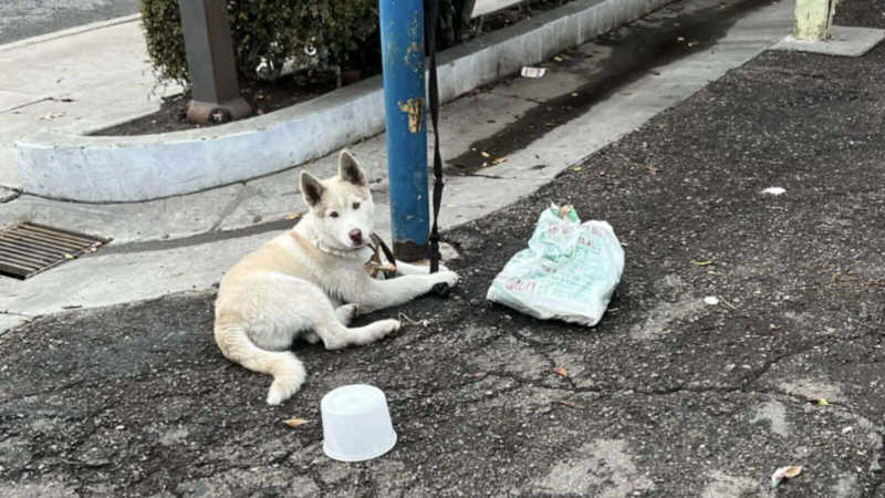 Filhote de cachorro amarrado em poste espera dias por alguém para resgatá-lo