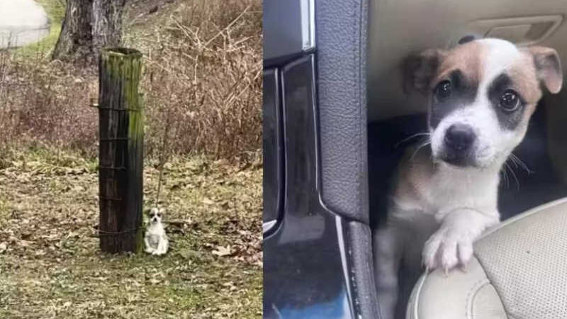 Motorista salva filhote de cão abandonado amarrado a uma árvore, largado na estrada